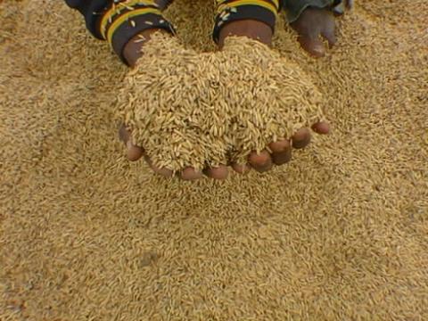 31/10/16 Le riz africain enregistre un record en 2016 mais reste le petit poucet du monde (FAO) 